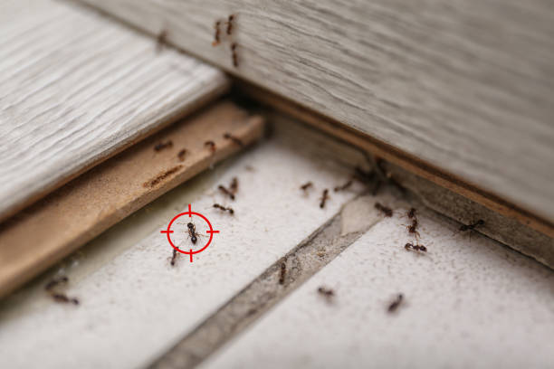 Pest Control for Restaurants in Brownsville, TN