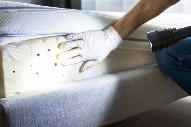 Best Insect Control  in Brownsville, TN