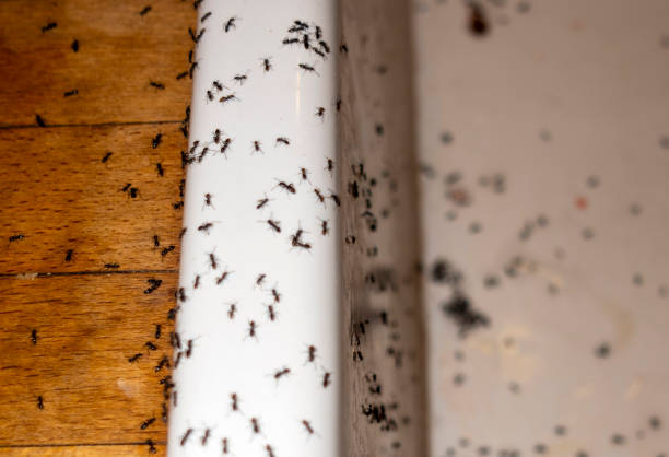 Best Cockroach Control Services  in Brownsville, TN