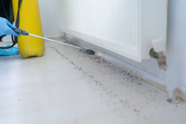 Best Local Pest Control Services  in Brownsville, TN